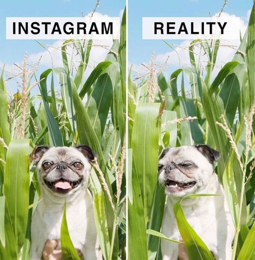 30 comparaciones divertidas de "Instagram y realidad" por Geraldine West