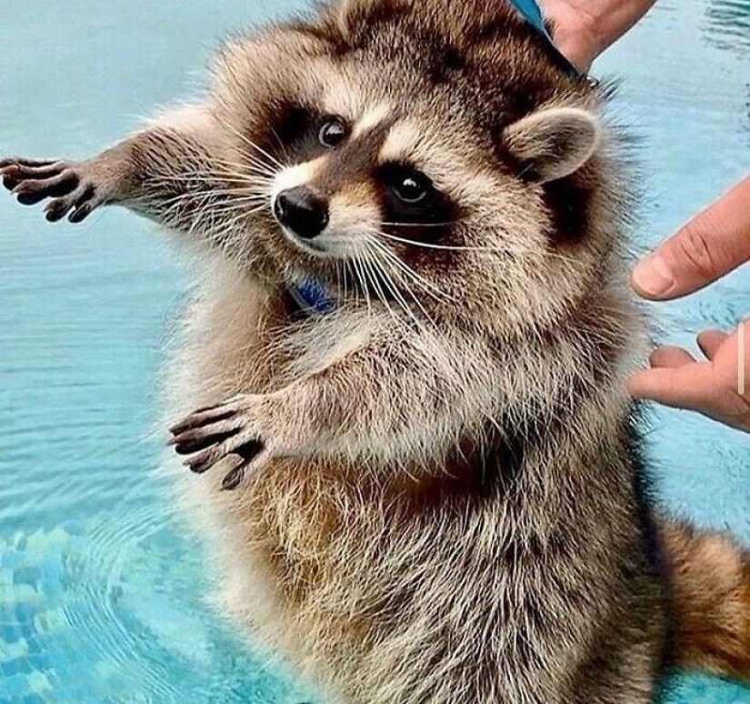 30 fotos divertidas de animales de la Comedia Pet Photo Awards 2021