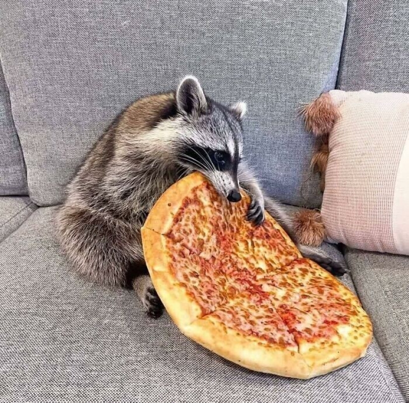 30 fotos divertidas de animales de la Comedia Pet Photo Awards 2021