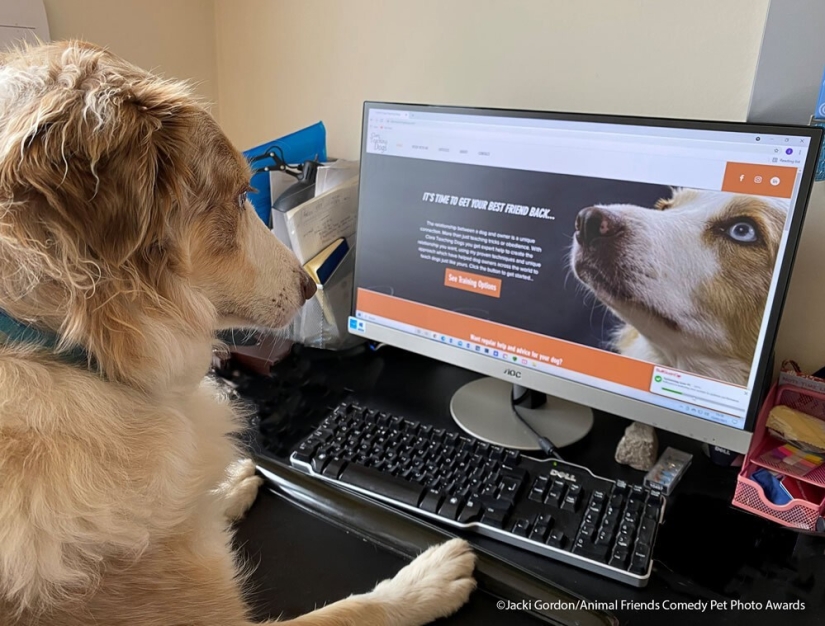 30 funny pictures of animals from the Comedy Pet Photo Awards 2021 30 funny pictures of animals from the Comedy Pet Photo Awards 2021