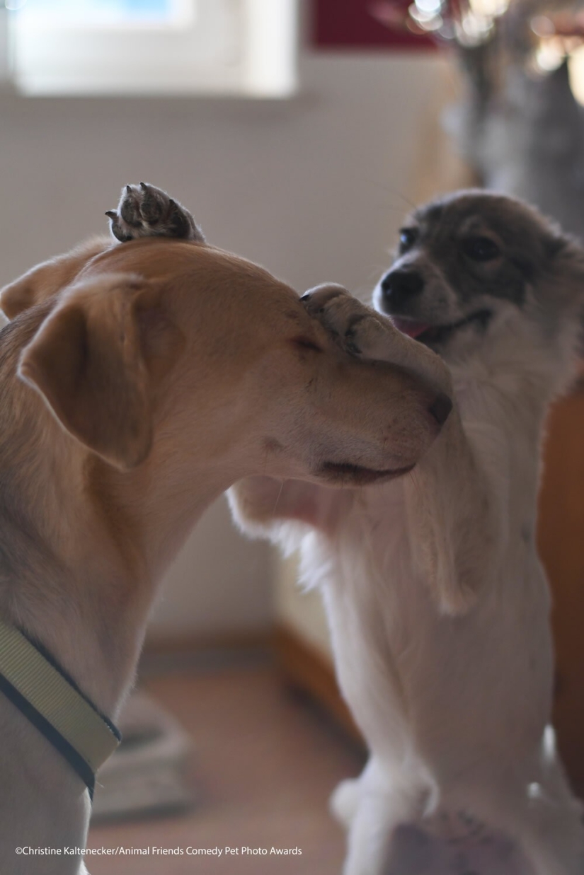 30 funny pictures of animals from the Comedy Pet Photo Awards 2021 30 funny pictures of animals from the Comedy Pet Photo Awards 2021