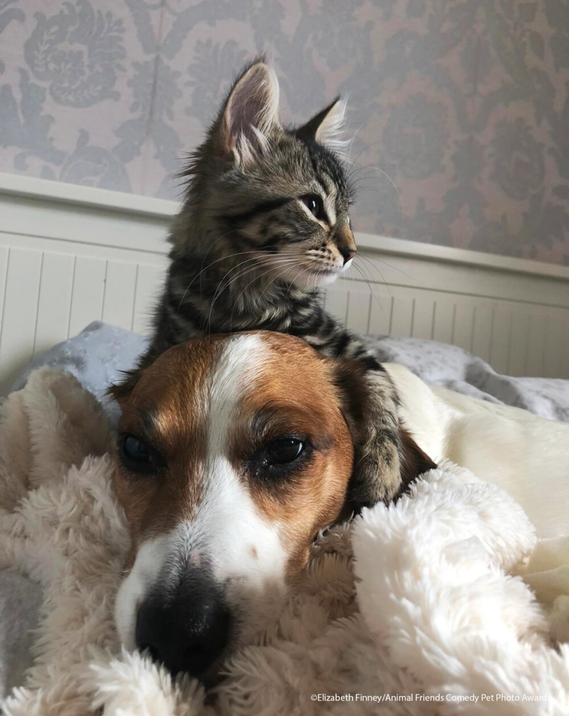 30 funny pictures of animals from the Comedy Pet Photo Awards 2021 30 funny pictures of animals from the Comedy Pet Photo Awards 2021