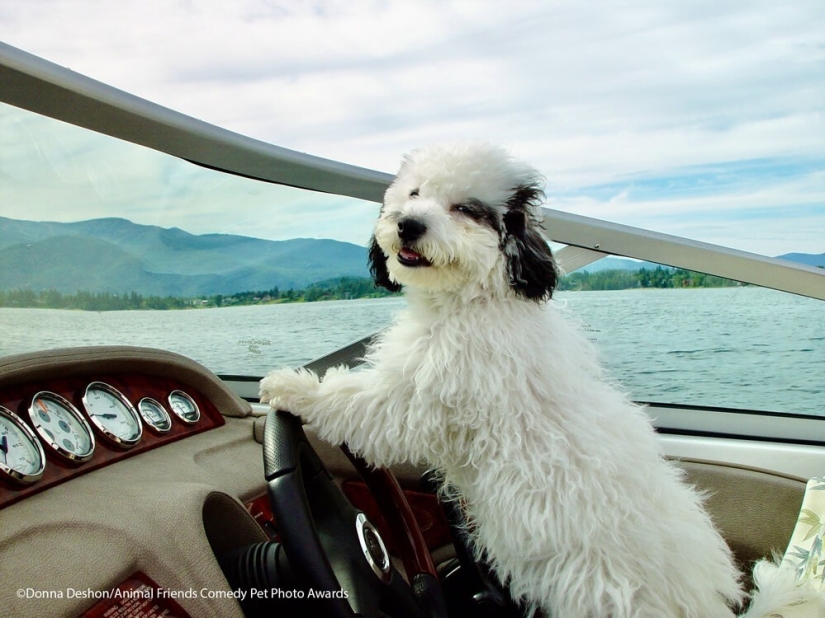 30 funny pictures of animals from the Comedy Pet Photo Awards 2021 30 funny pictures of animals from the Comedy Pet Photo Awards 2021