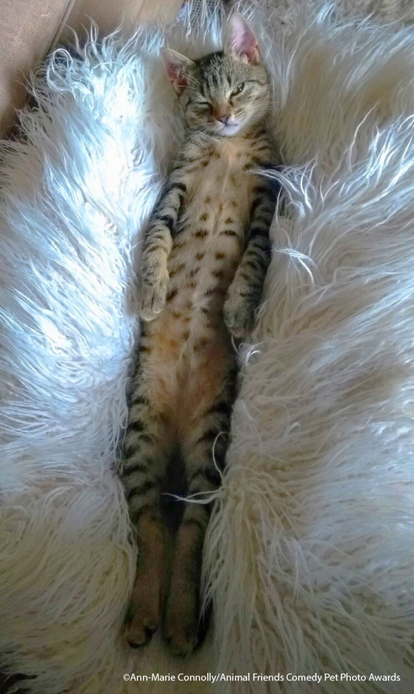 30 funny pictures of animals from the Comedy Pet Photo Awards 2021 30 funny pictures of animals from the Comedy Pet Photo Awards 2021