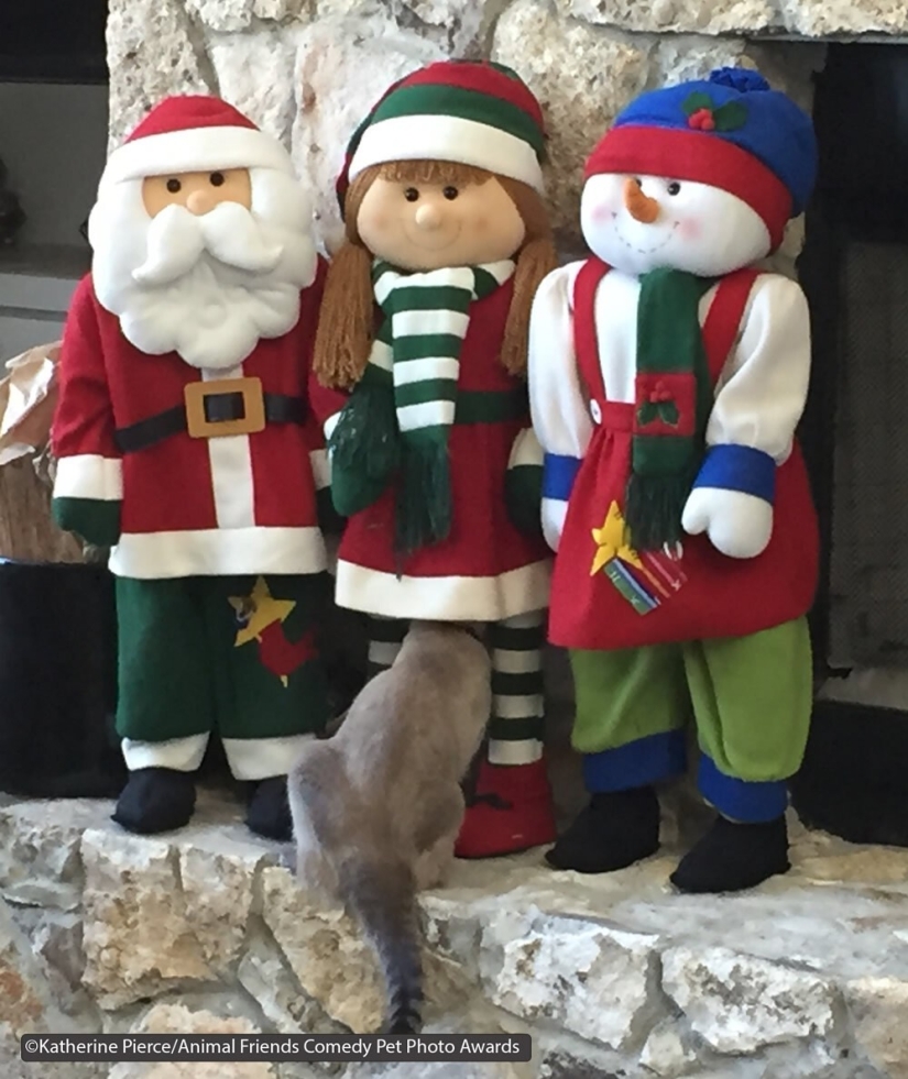 30 funny pictures of animals from the Comedy Pet Photo Awards 2021 30 funny pictures of animals from the Comedy Pet Photo Awards 2021