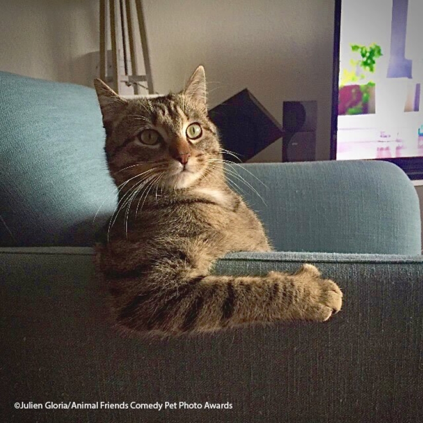 30 funny pictures of animals from the Comedy Pet Photo Awards 2021 30 funny pictures of animals from the Comedy Pet Photo Awards 2021