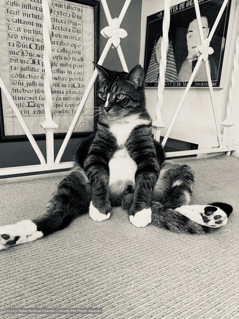 30 funny pictures of animals from the Comedy Pet Photo Awards 2021 30 funny pictures of animals from the Comedy Pet Photo Awards 2021