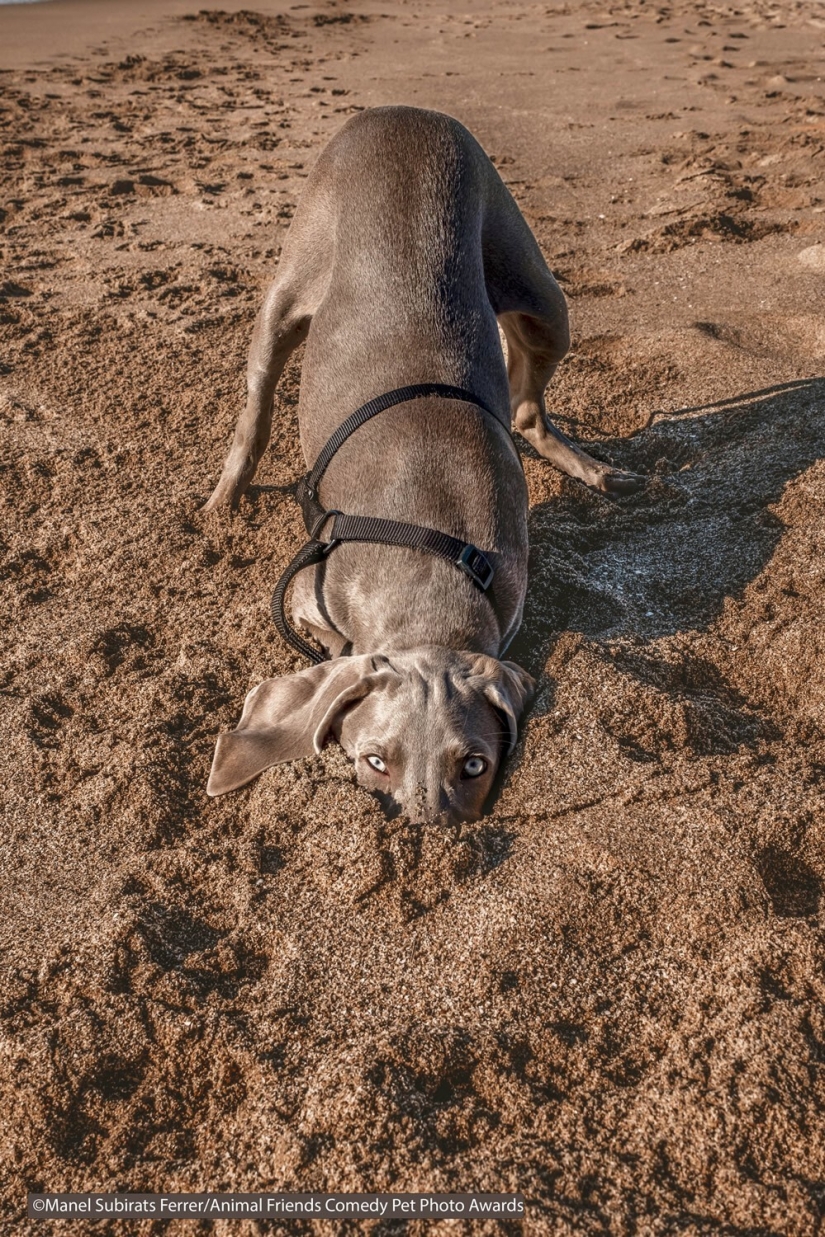 30 funny pictures of animals from the Comedy Pet Photo Awards 2021 30 funny pictures of animals from the Comedy Pet Photo Awards 2021