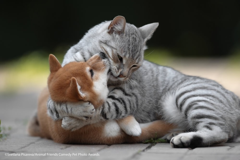 30 funny pictures of animals from the Comedy Pet Photo Awards 2021 30 funny pictures of animals from the Comedy Pet Photo Awards 2021