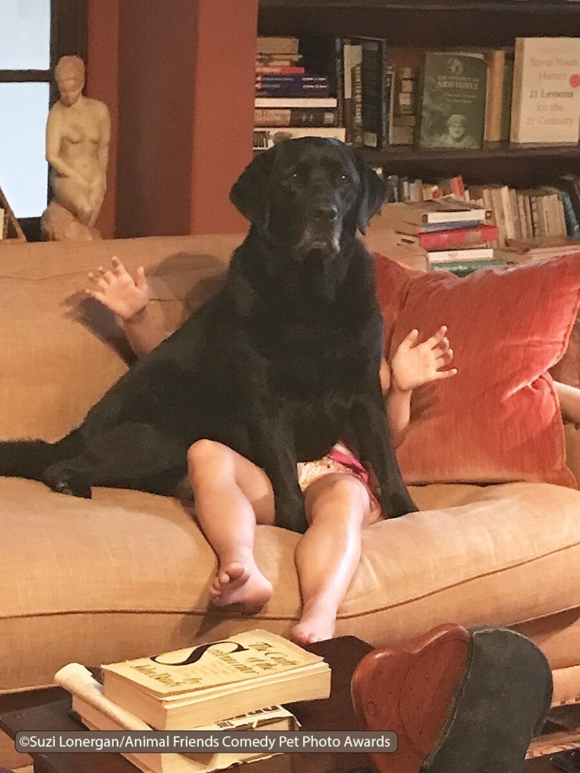 30 funny pictures of animals from the Comedy Pet Photo Awards 2021 30 funny pictures of animals from the Comedy Pet Photo Awards 2021