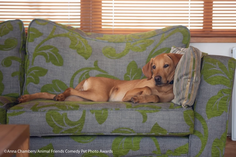 30 funny pictures of animals from the Comedy Pet Photo Awards 2021 30 funny pictures of animals from the Comedy Pet Photo Awards 2021