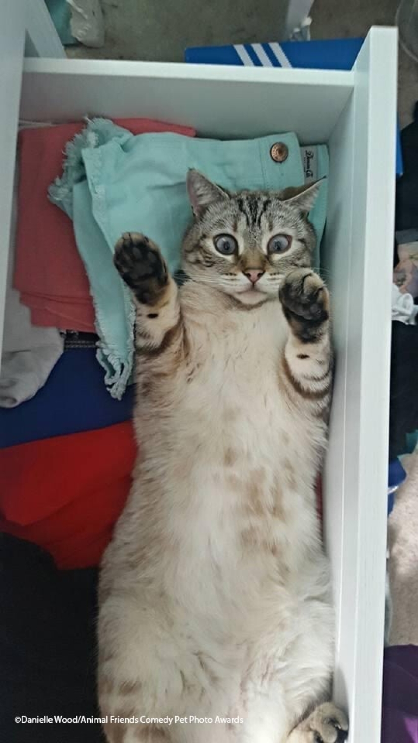 30 funny pictures of animals from the Comedy Pet Photo Awards 2021 30 funny pictures of animals from the Comedy Pet Photo Awards 2021