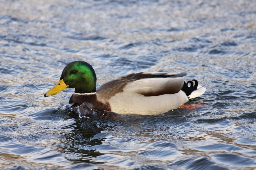 30 hechos acerca de los cuales probablemente no sabía 30 hechos acerca de los cuales probablemente no sabía