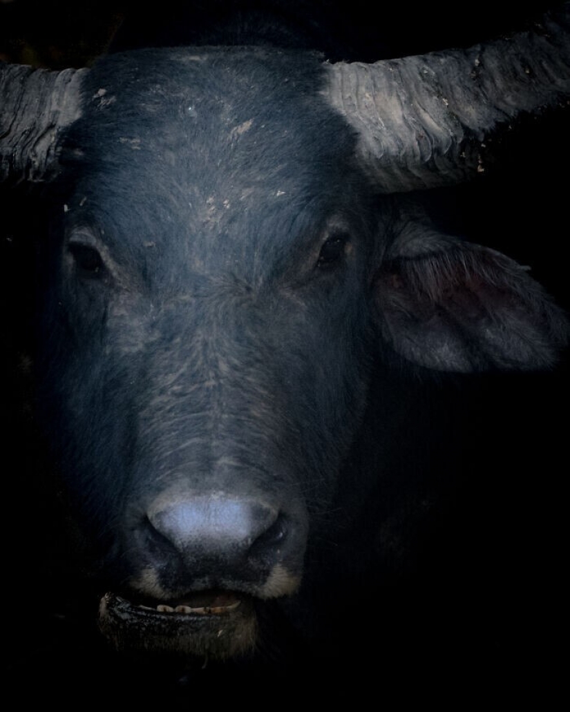 30 poderosas imágenes de la competencia de los Premios de Fotografía Sony 30 poderosas imágenes de la competencia de los Premios de Fotografía Sony