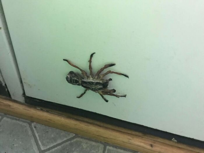 30 proyectos de las "manos hábiles" en cuarentena