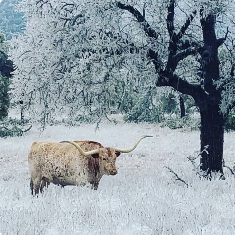 35 fotografías acerca de lo que está sucediendo ahora en el congelado de Texas
