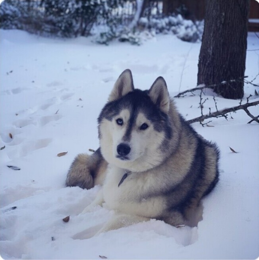 35 fotografías acerca de lo que está sucediendo ahora en el congelado de Texas