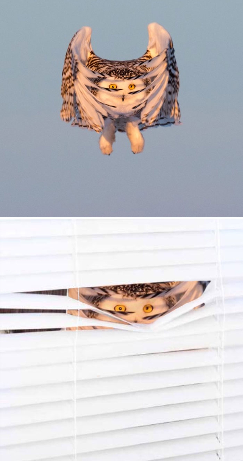 35 winners epic photoshop battle 35 winners epic photoshop battle