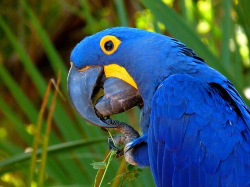 5 especies de aves más amigables