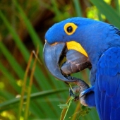 5 friendliest bird species