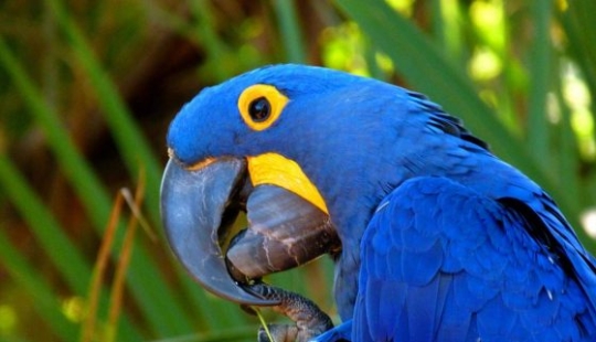 5 friendliest bird species