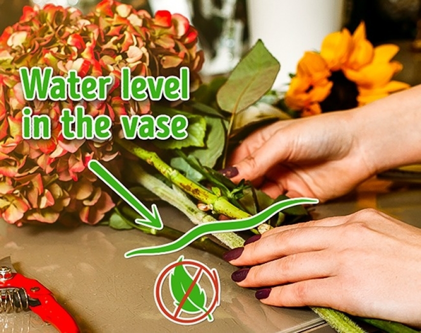 6 easy ways to keep fresh cut flowers for longer
