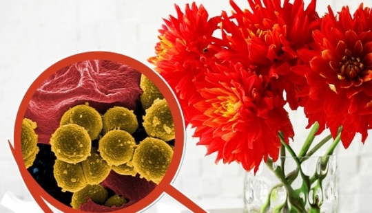 6 easy ways to keep fresh cut flowers for longer