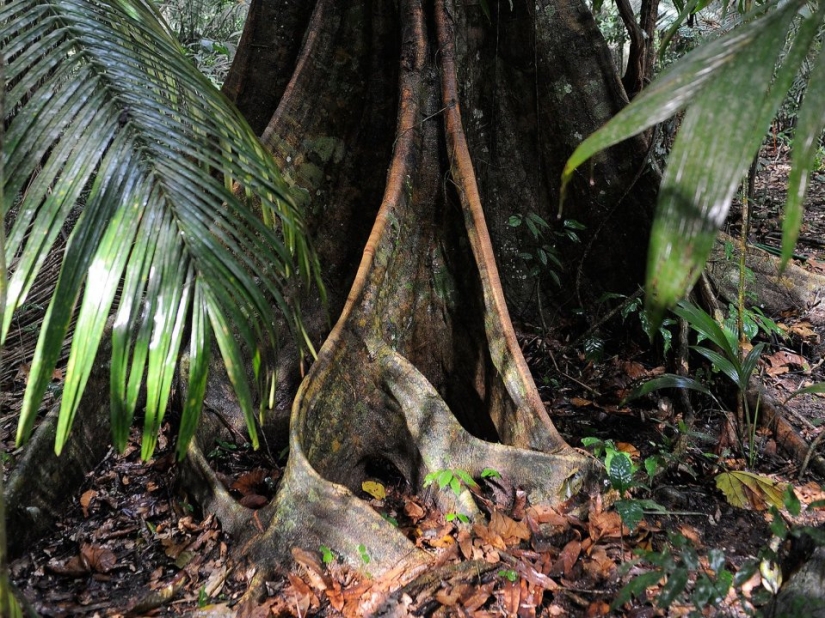 7 interesting facts about trees you didn't know about 7 interesting facts about trees you didn't know about