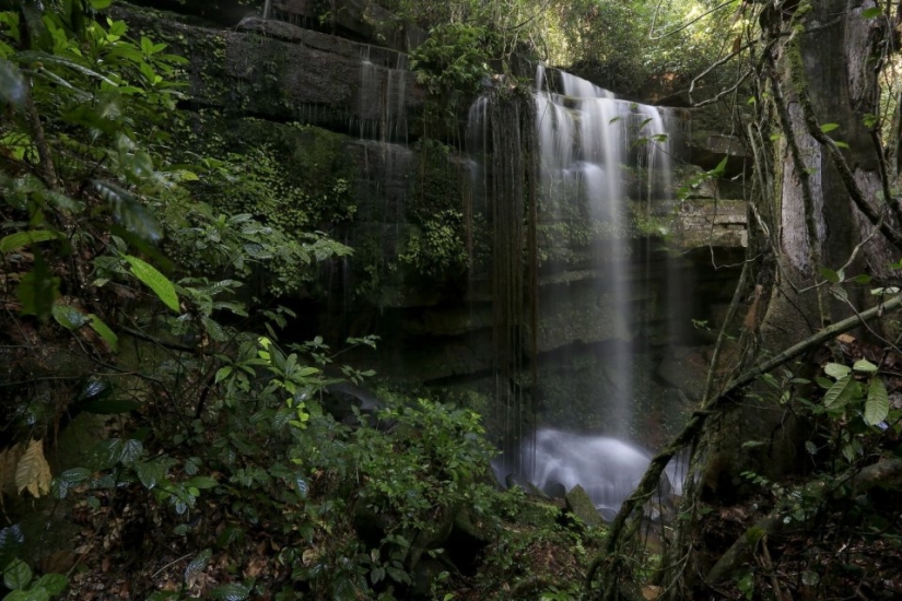 7 interesting facts about trees you didn't know about 7 interesting facts about trees you didn't know about