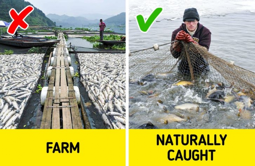 7 signs you are about to buy fish that is dangerous to eat