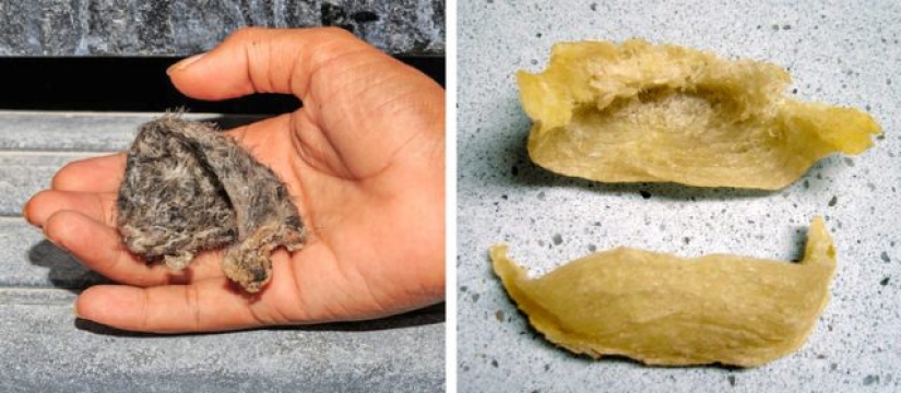 8 cosas inesperadas que puedes comer 8 cosas inesperadas que puedes comer