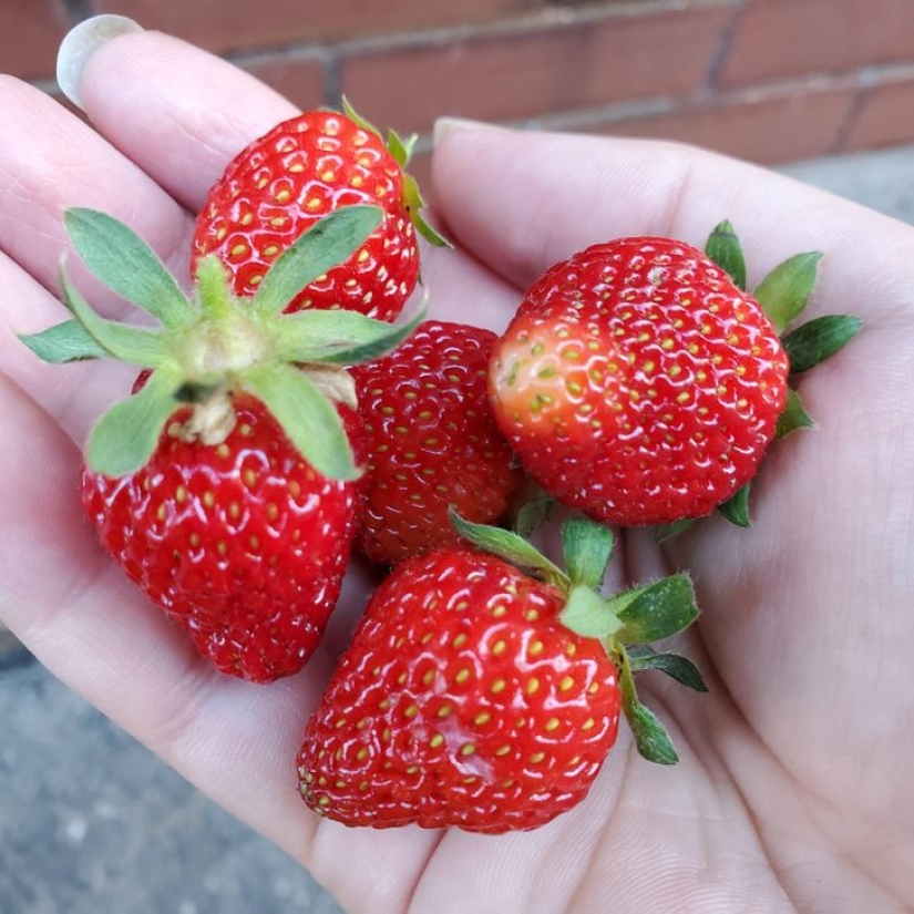 8 desperdicios de comida que puedes comer