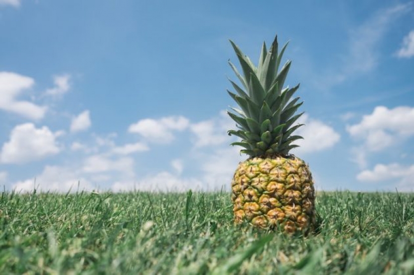 8 hechos más interesantes sobre la piña