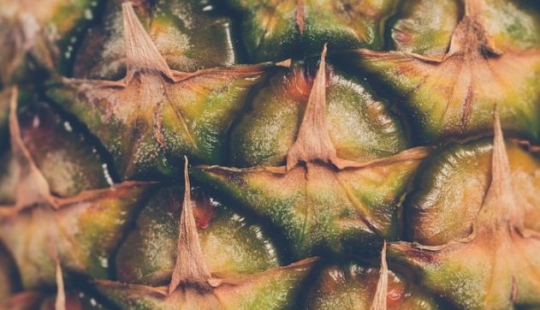 8 most interesting facts about pineapple