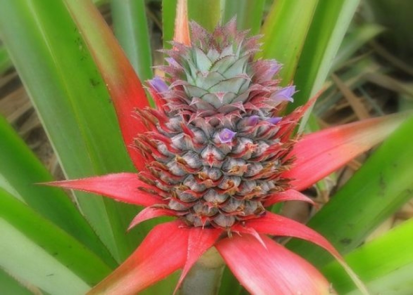 8 most interesting facts about pineapple