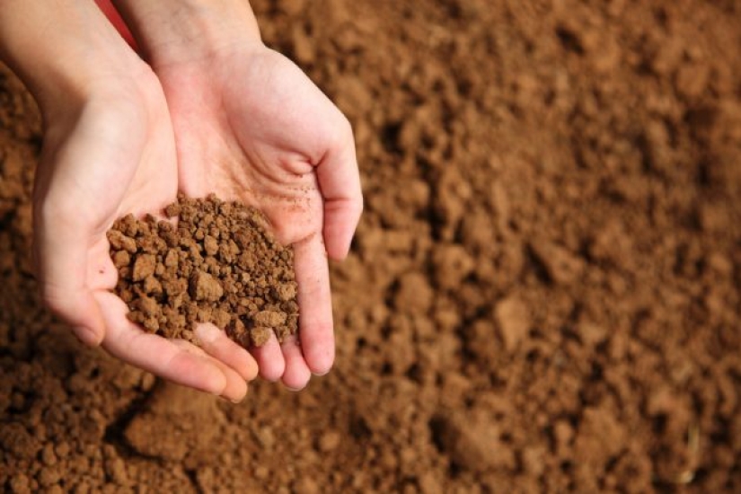 8 unexpected things you can eat