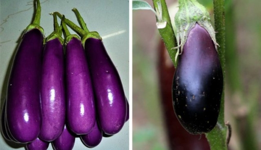 9 alimentos que no son lo que pensamos