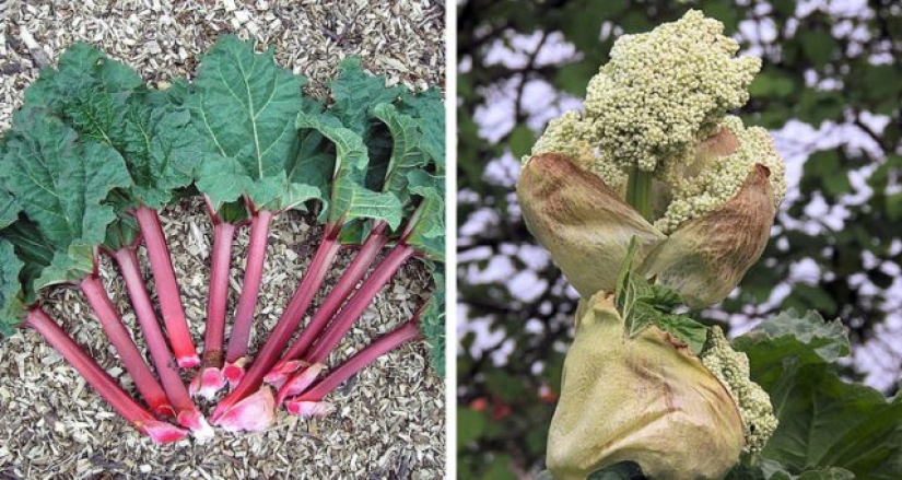 9 alimentos que no son lo que pensamos