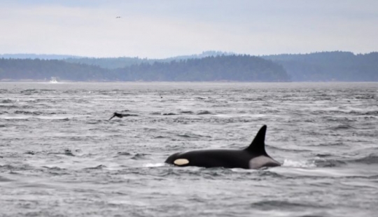 9 animales que han superado su esperanza de vida y han vivido muchos años felices y largos 9 animales que han superado su esperanza de vida y han vivido muchos años felices y largos