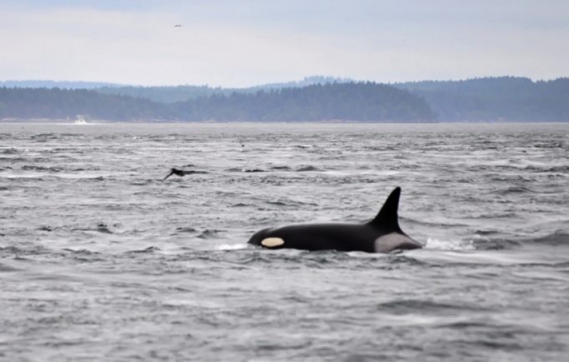 9 animals that have exceeded their lifespan and lived for many long, happy years 9 animals that have exceeded their lifespan and lived for many long, happy years