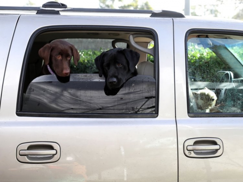 9 cosas que hacen que tu perro te odie en secreto