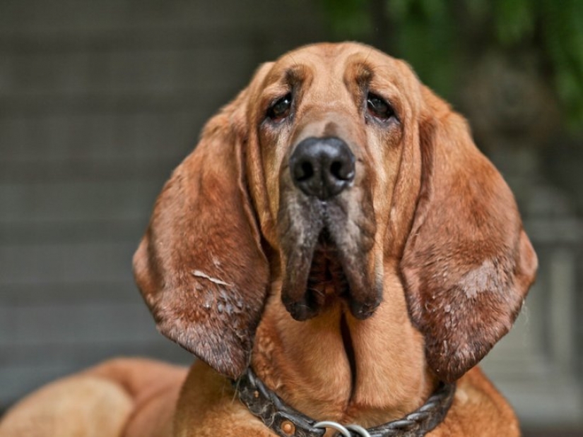 9 cosas que hacen que tu perro te odie en secreto