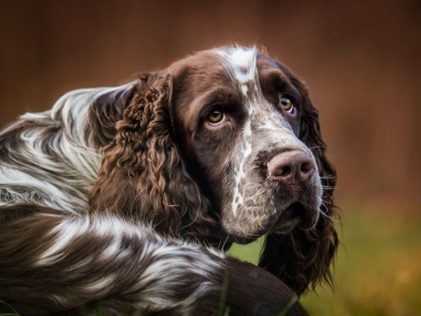 9 cosas que hacen que tu perro te odie en secreto