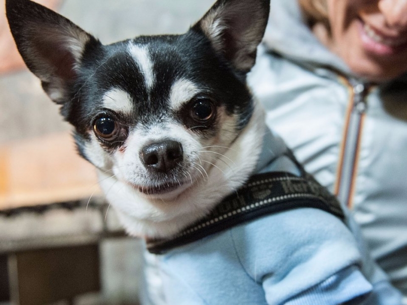 9 cosas que hacen que tu perro te odie en secreto