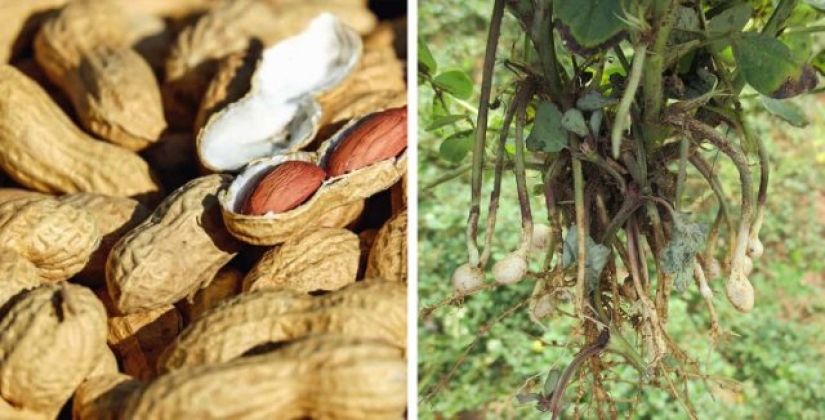 9 foods that are not what we think