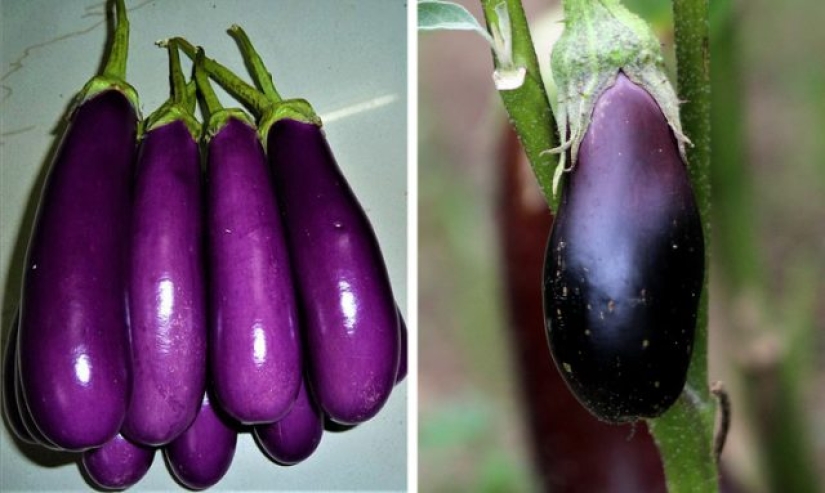 9 foods that are not what we think