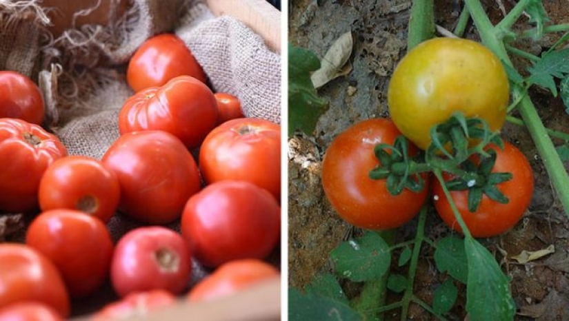 9 foods that are not what we think