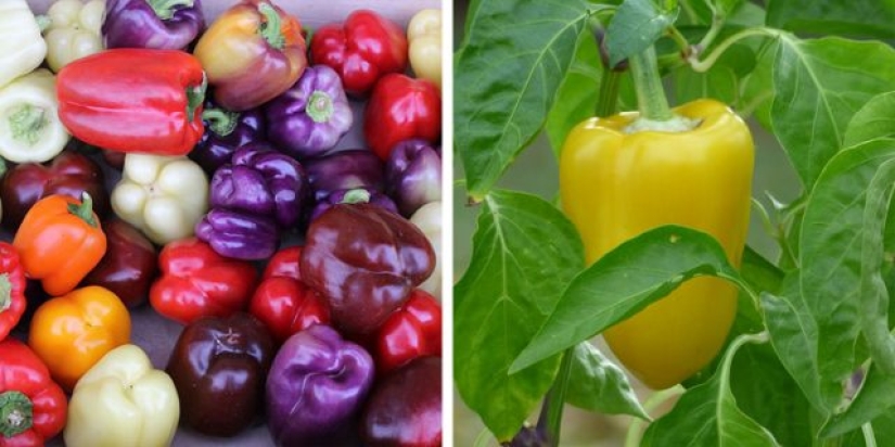 9 foods that are not what we think