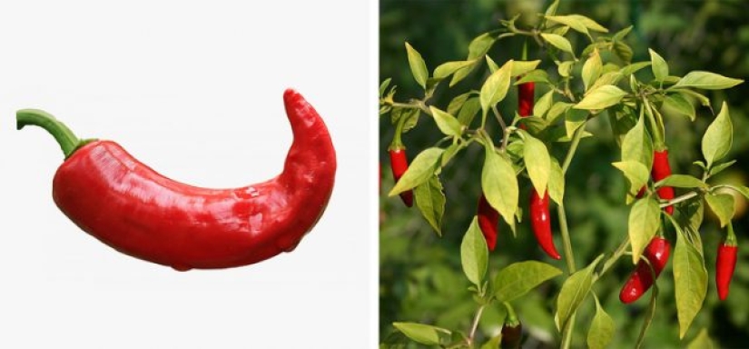 9 foods that are not what we think