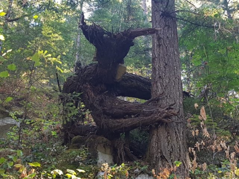 9 fotos que pueden engañar a cualquiera